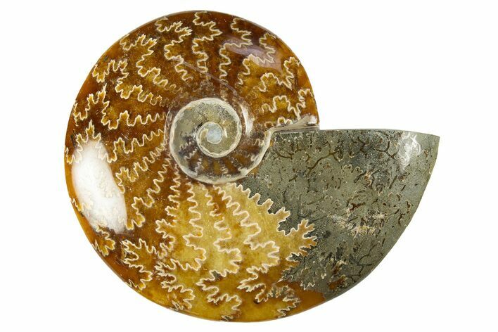 Polished Cretaceous Ammonite (Cleoniceras) Fossil - Madagascar #303890